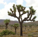 Sea Mountain Resort - Desert Hot Springs